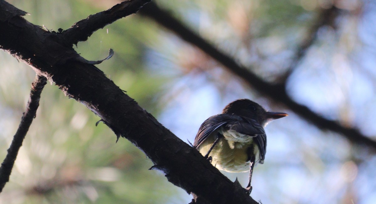 Great Crested Flycatcher - ML620432523
