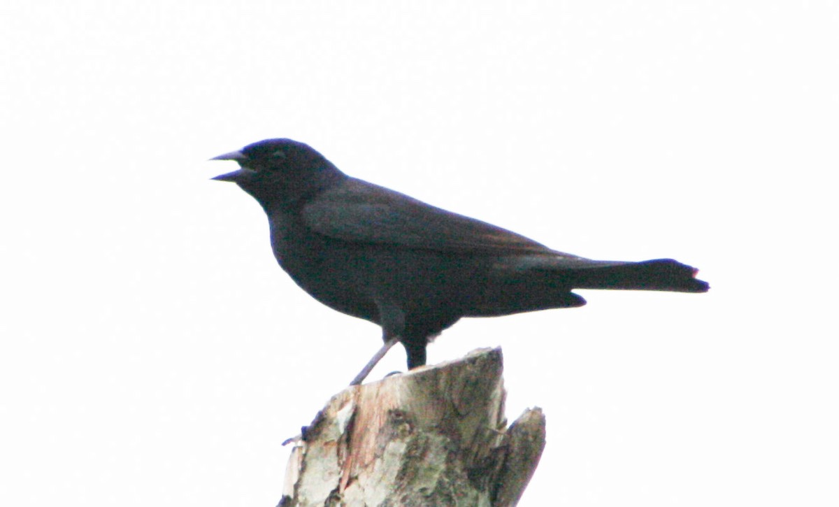 Shiny Cowbird - ML620432530