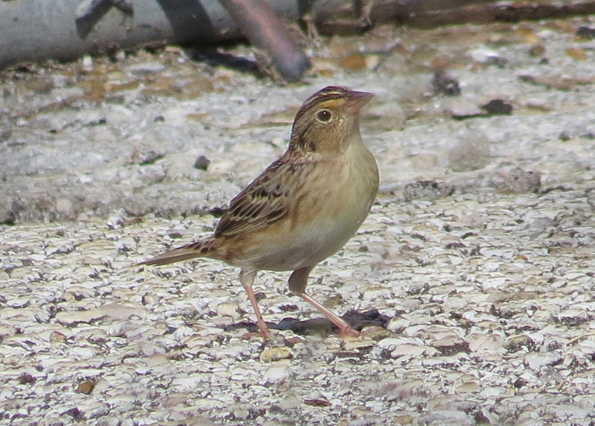 Grasshopper Sparrow - ML620432544