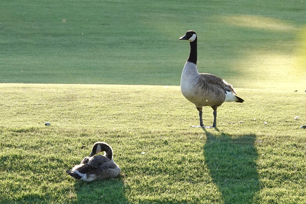 Canada Goose - ML620432545