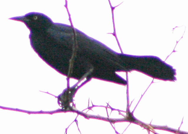 Greater Antillean Grackle - ML620432546