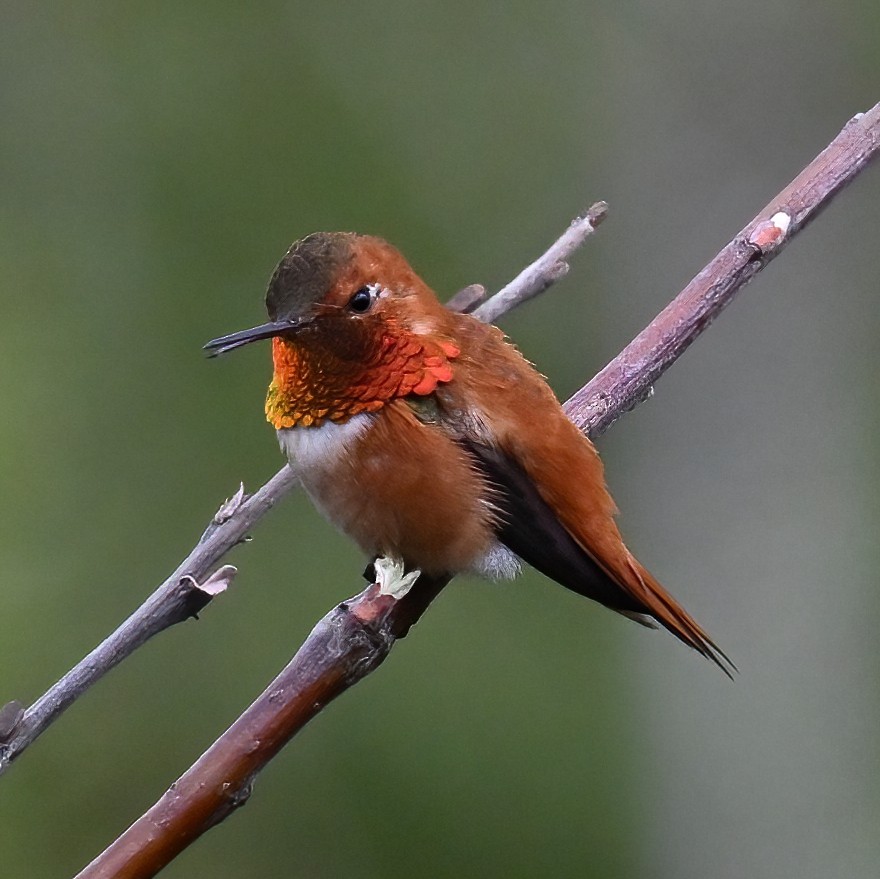 Rufous Hummingbird - ML620432547