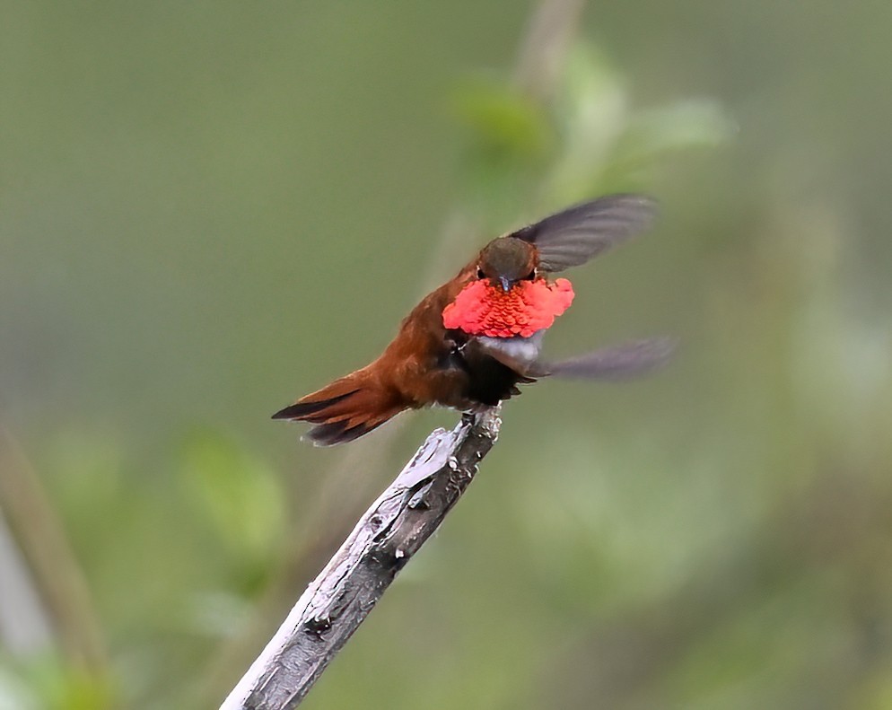 Rufous Hummingbird - ML620432548