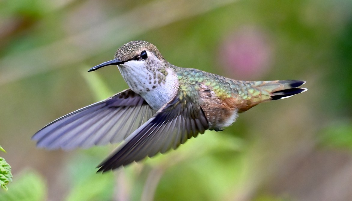 Rufous Hummingbird - ML620432549