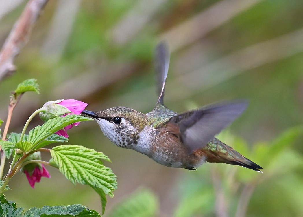 Rufous Hummingbird - ML620432551