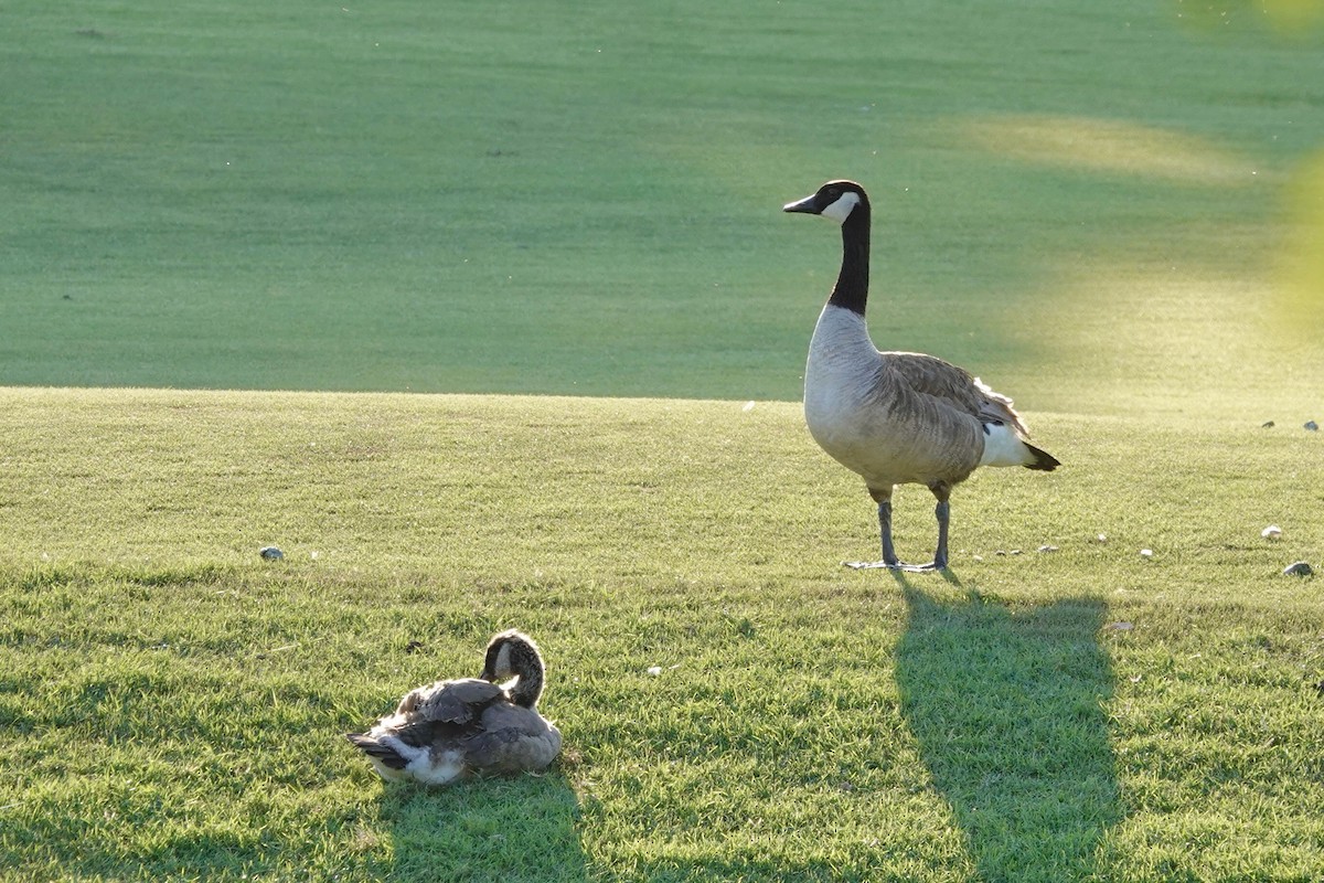 Canada Goose - ML620432553