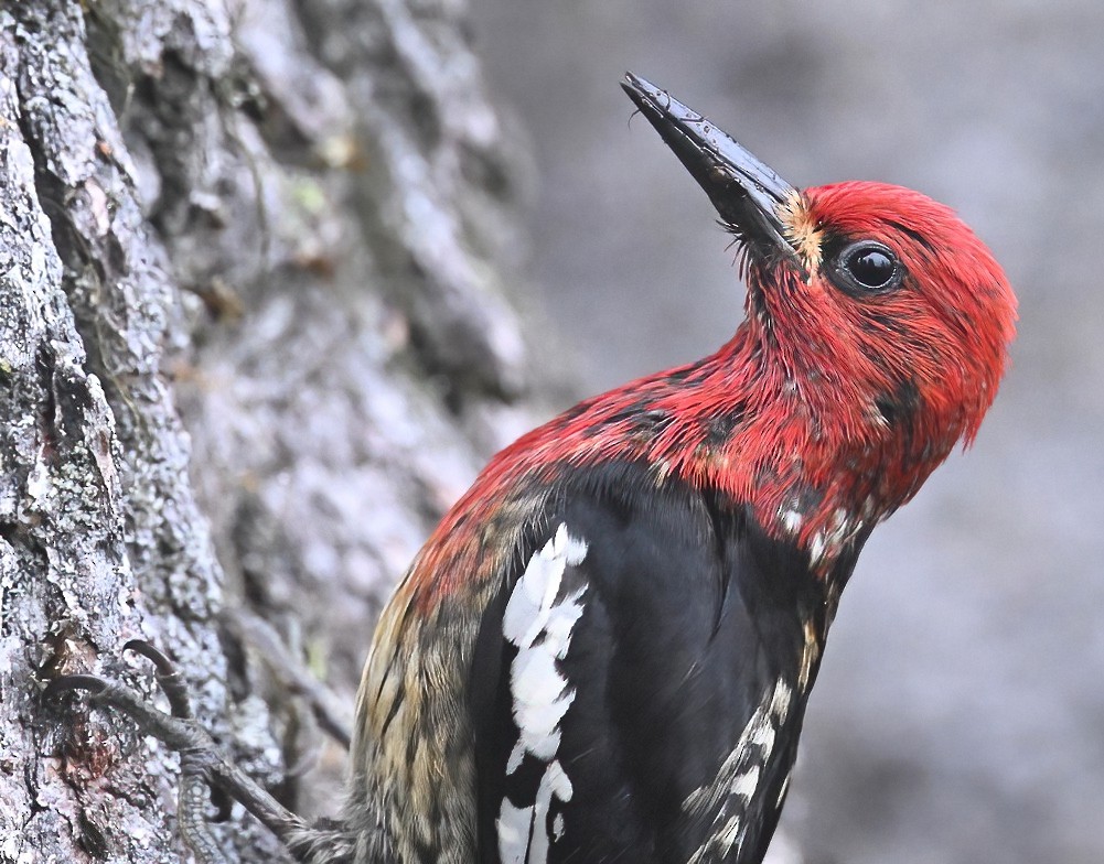 Red-breasted Sapsucker - ML620432554