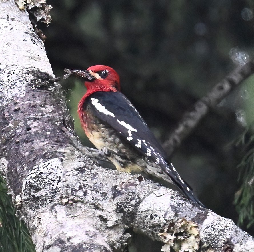 Red-breasted Sapsucker - ML620432555