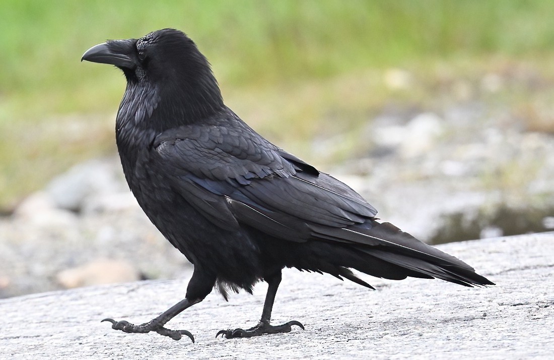 Common Raven - ML620432560