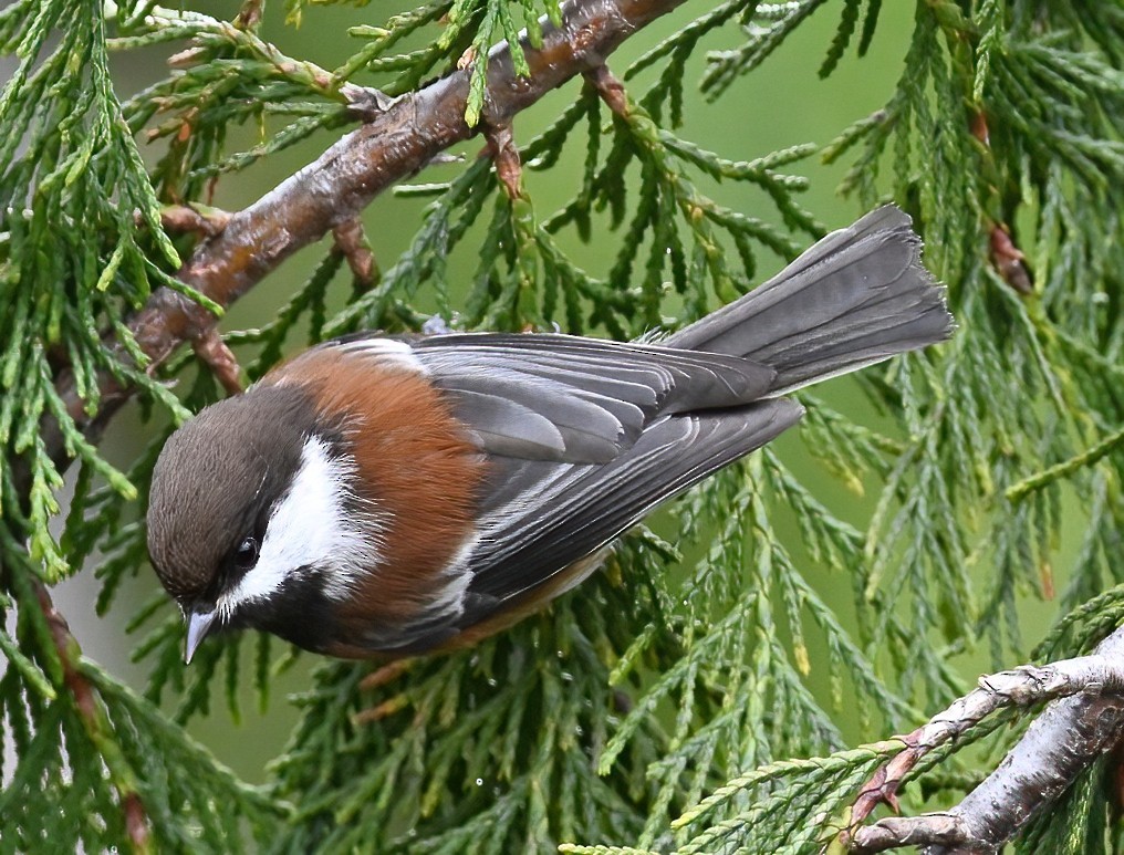 Mésange à dos marron - ML620432561