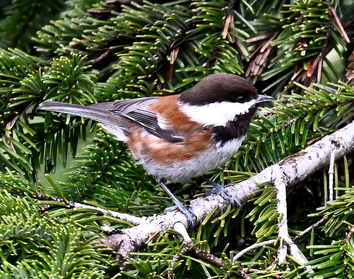 Mésange à dos marron - ML620432562