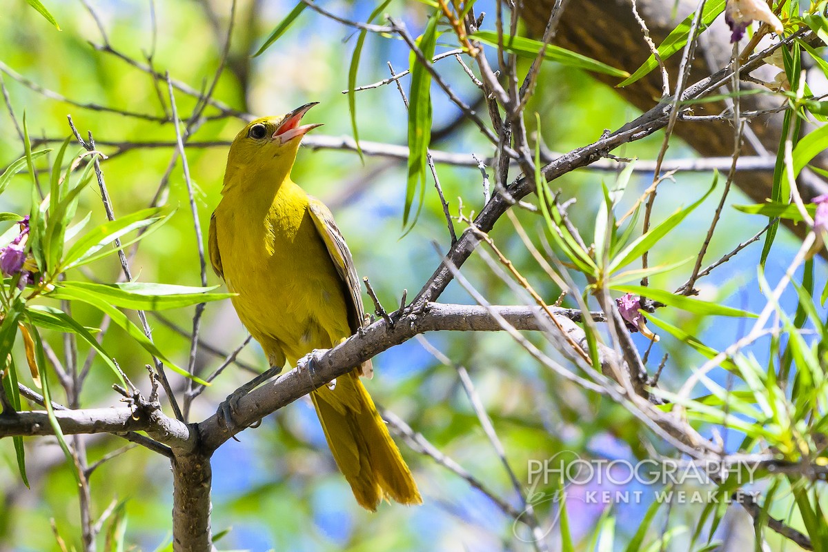 Hooded Oriole - ML620432563