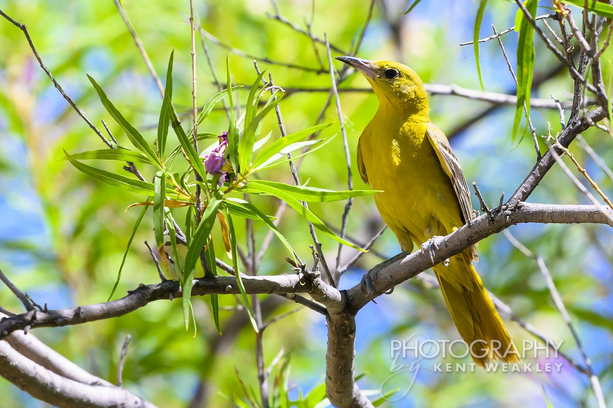 Hooded Oriole - ML620432564