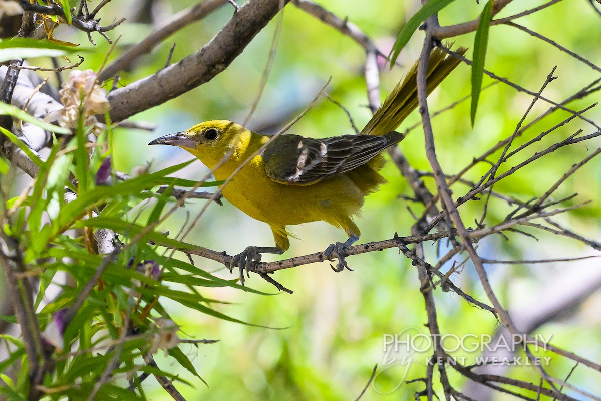 Hooded Oriole - Kent Weakley