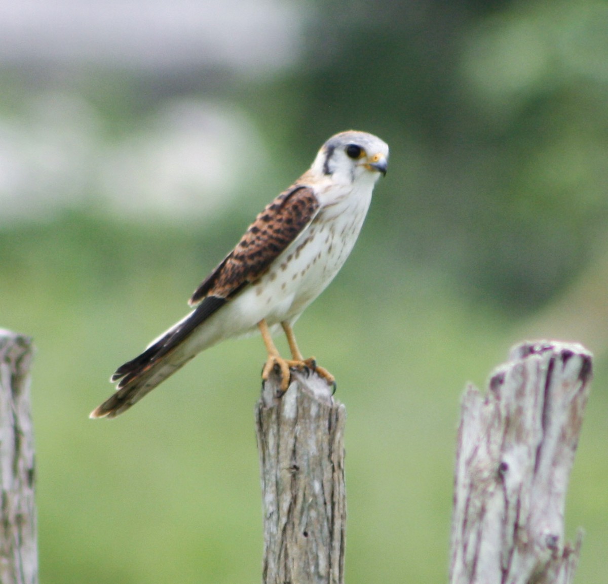 American Kestrel - ML620432567