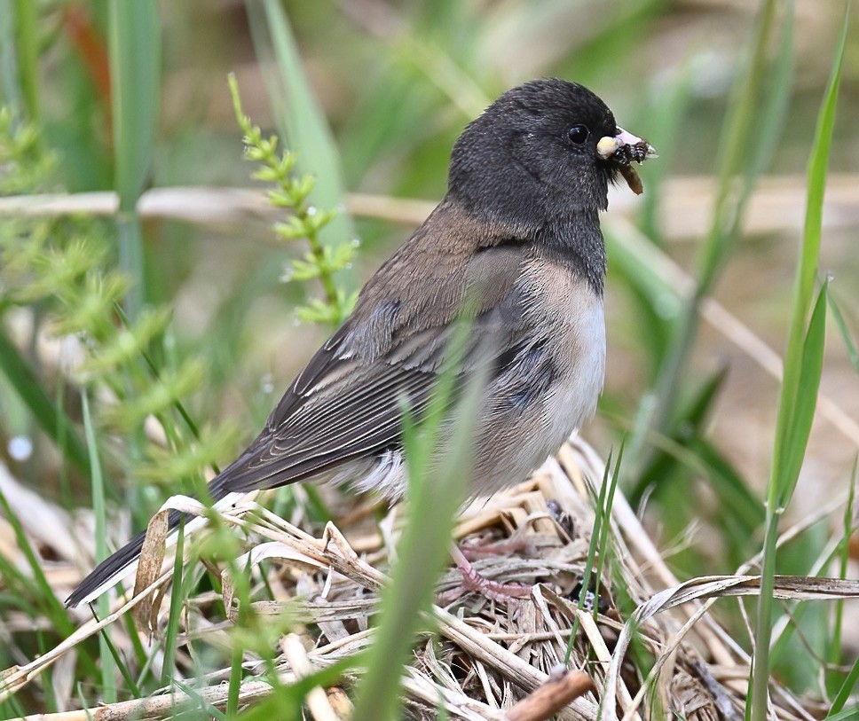 Dark-eyed Junco - ML620432569