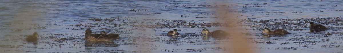 Wood Duck - ML620432570