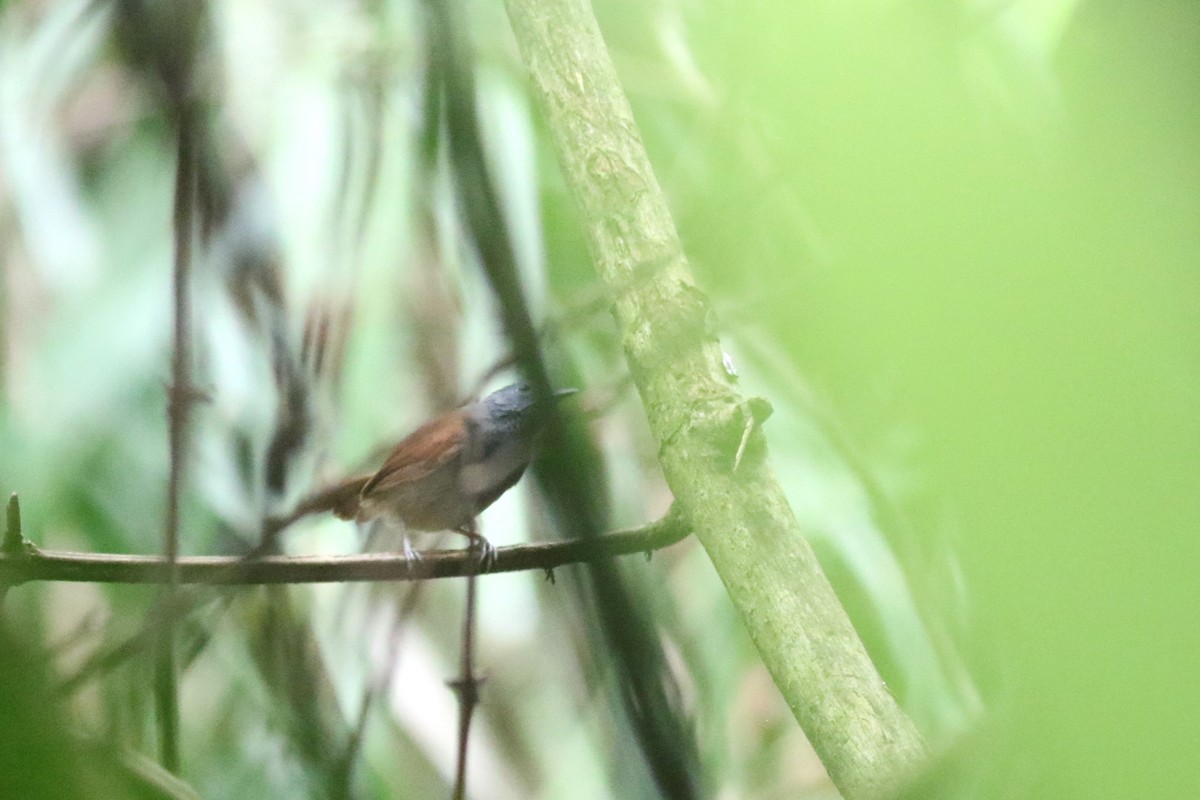 Gray-hooded Babbler - ML620432571