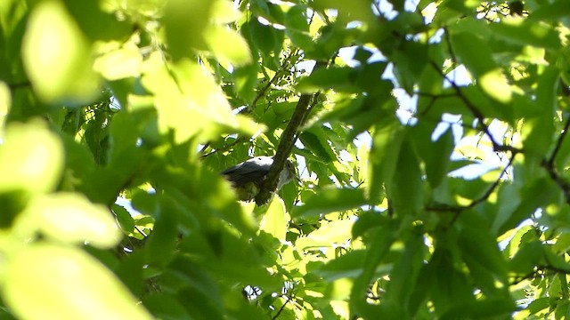 Lesser Cuckoo - ML620432572