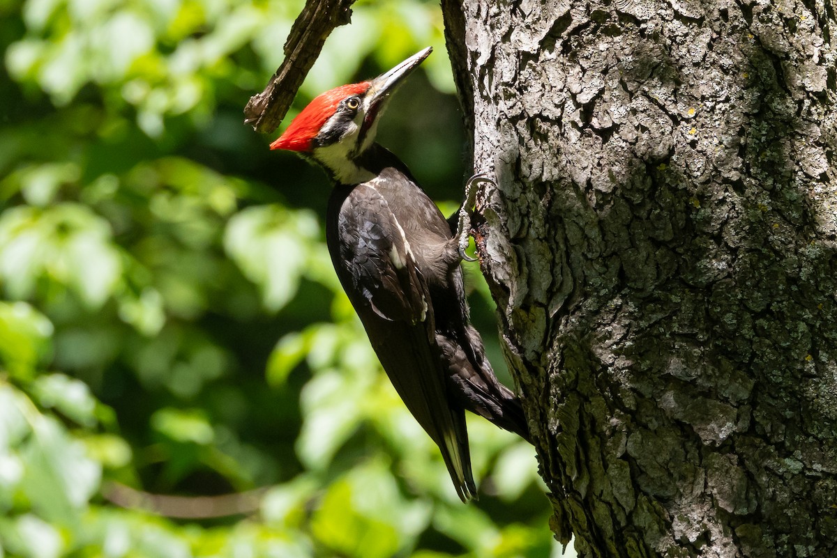 Pileated Woodpecker - ML620432574
