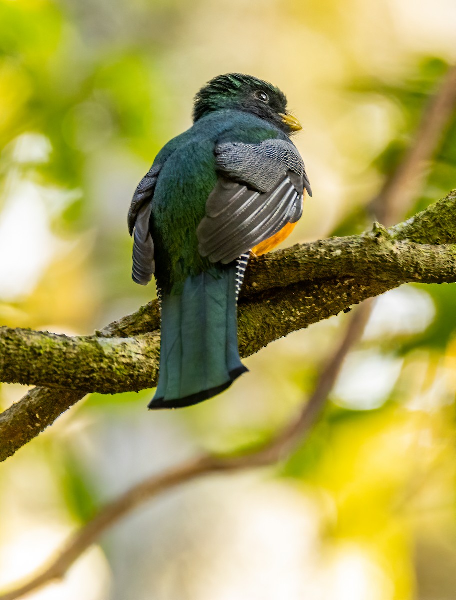 Collared Trogon - ML620432575