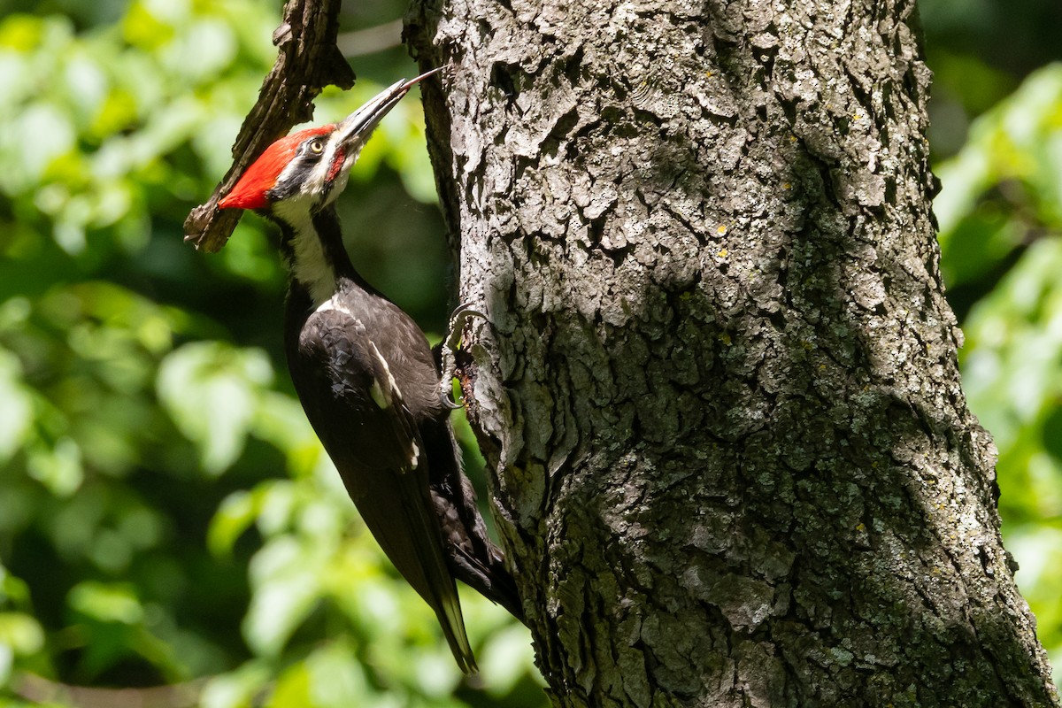 Pileated Woodpecker - ML620432576