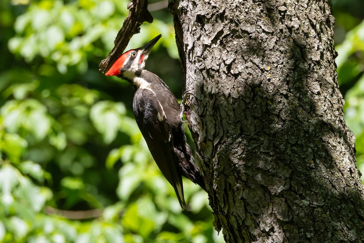 Pileated Woodpecker - ML620432577