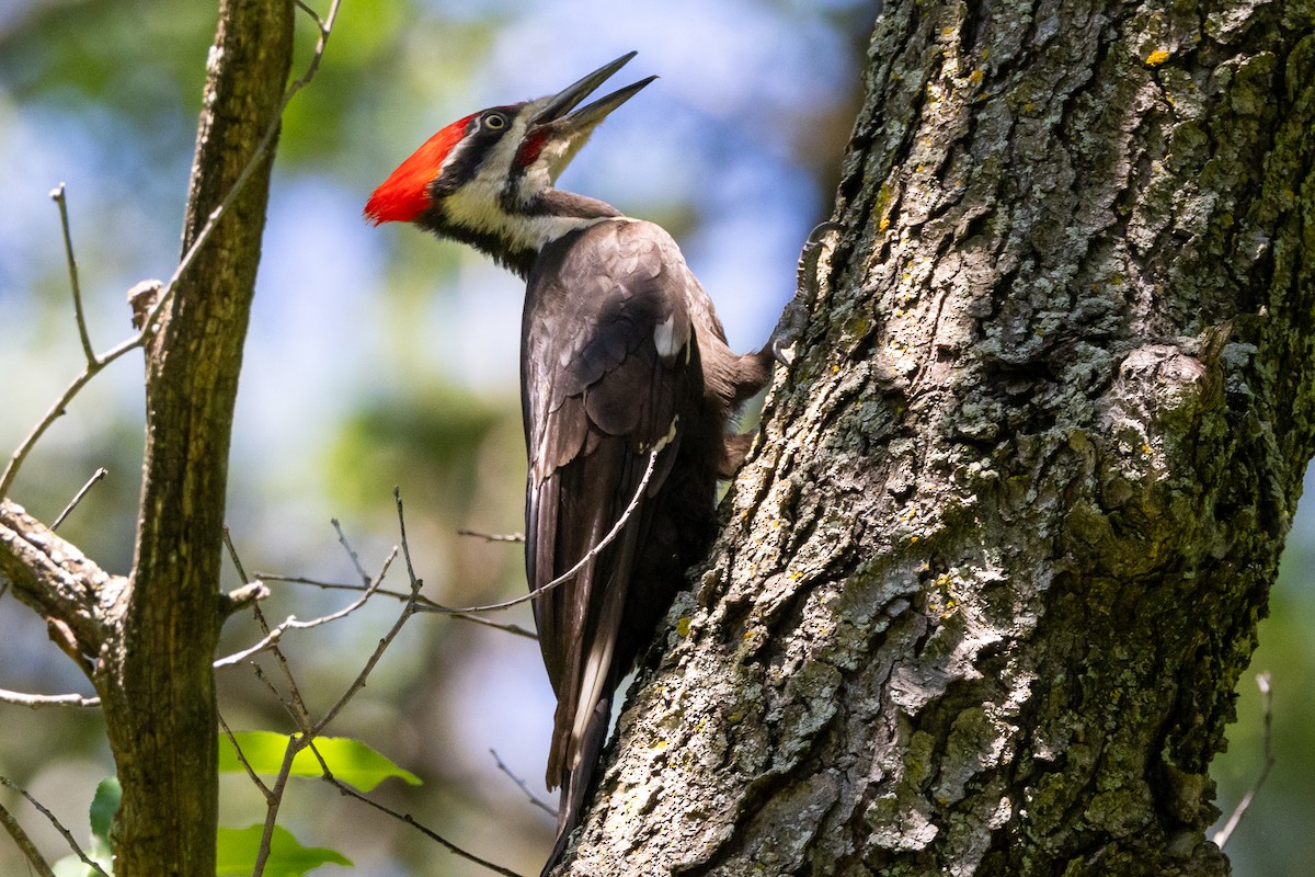 Pileated Woodpecker - ML620432578