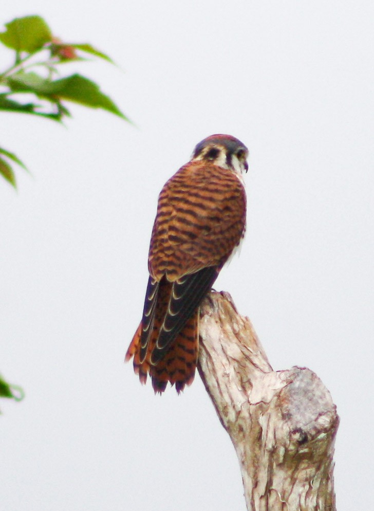 American Kestrel - ML620432580