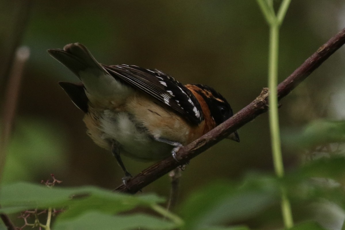 Cardinal à tête noire - ML620432582