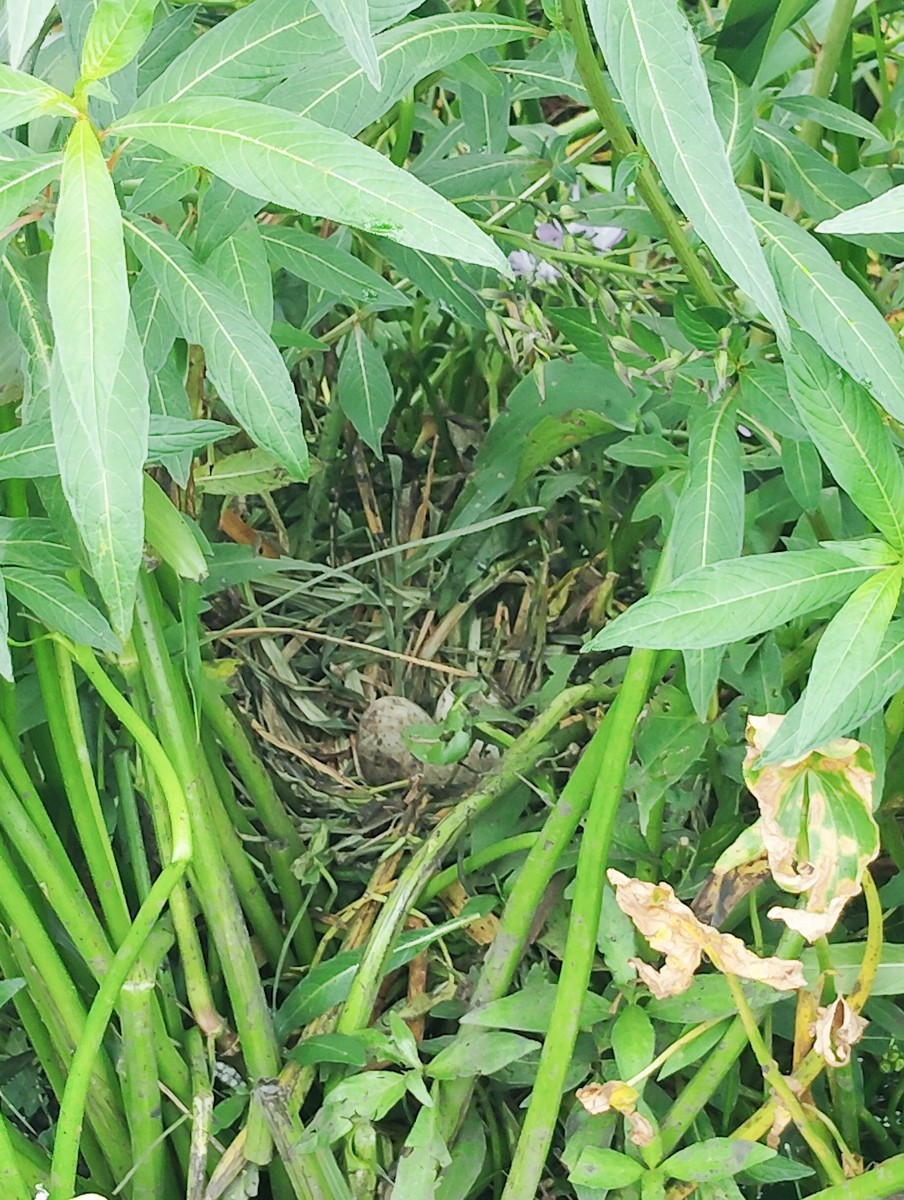 Common Gallinule - ML620432587