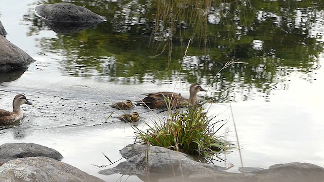 Eastern Spot-billed Duck - ML620432588