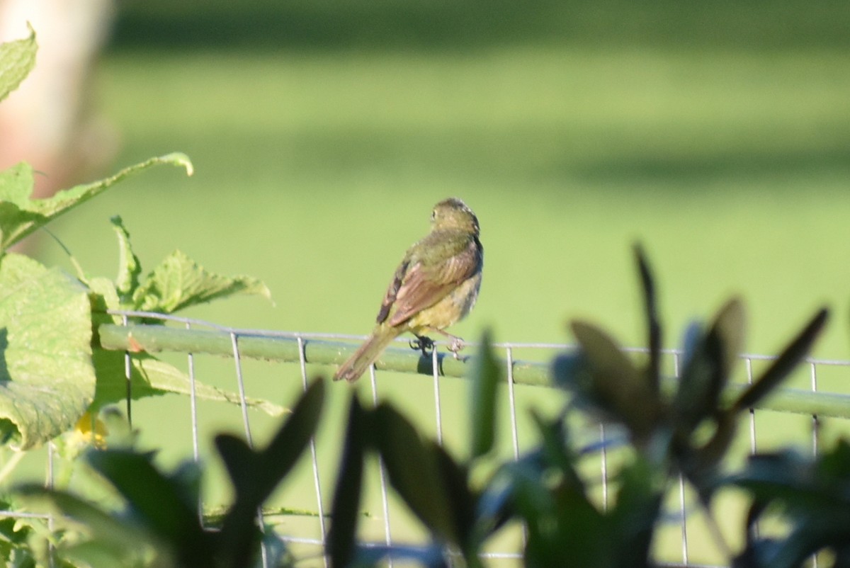 Painted Bunting - ML620432593