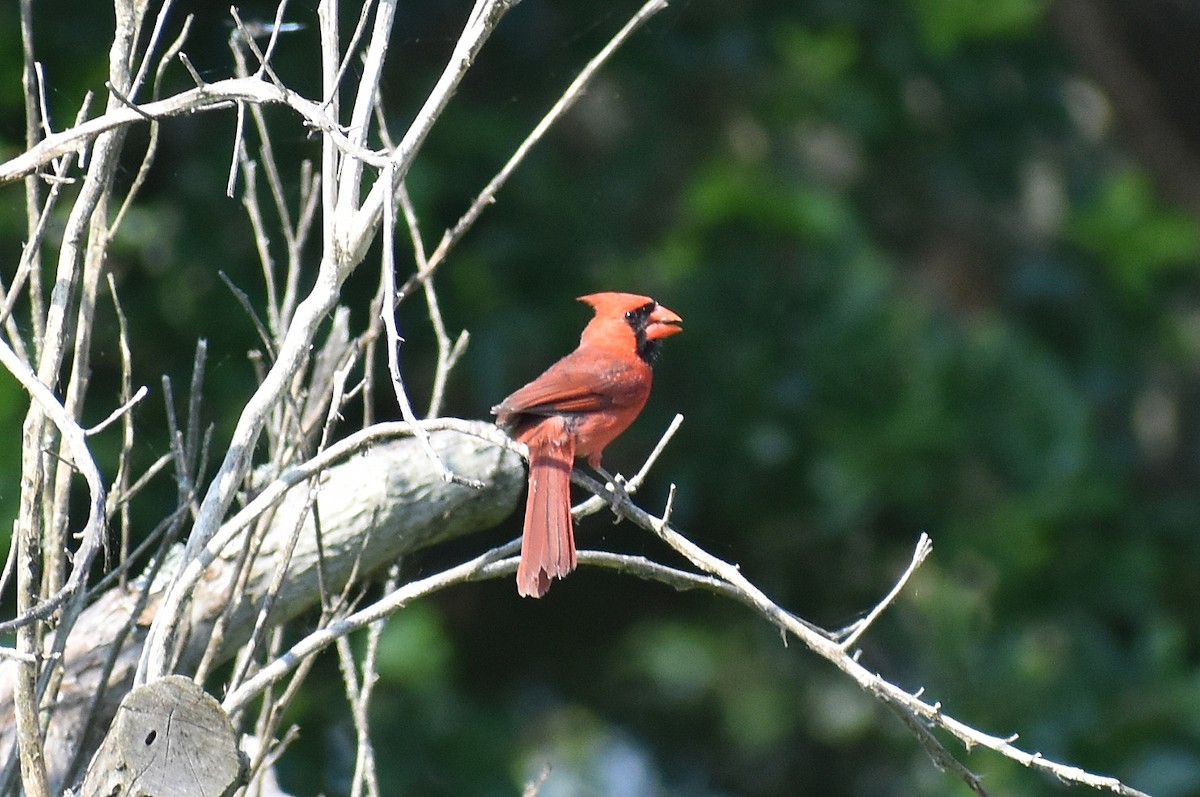 Cardinal rouge - ML620432601