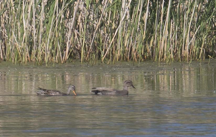 Gadwall - Tom Devecseri