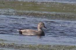 Gadwall - ML620432603