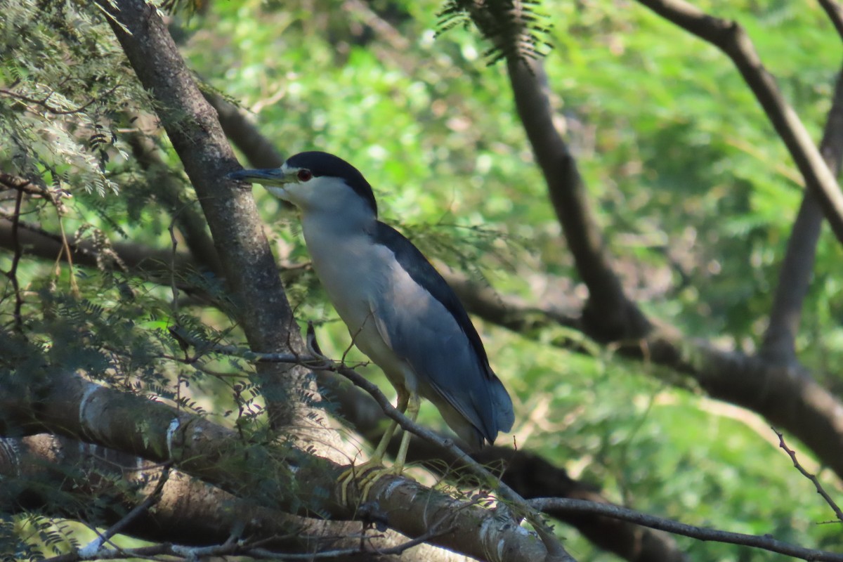 Black-crowned Night Heron - ML620432604