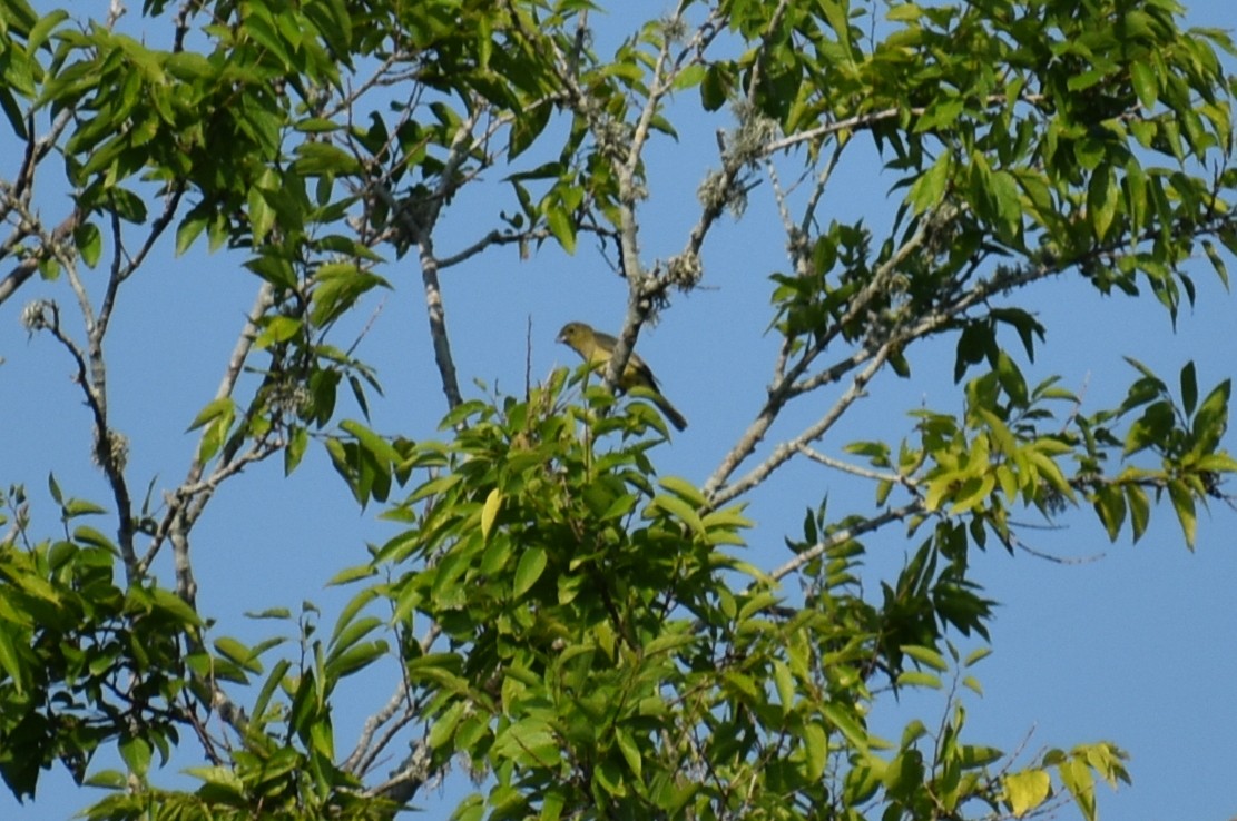 Painted Bunting - Claire H