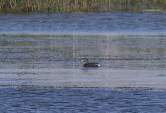 Pied-billed Grebe - ML620432607