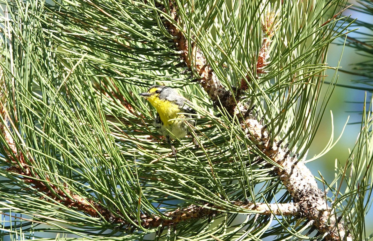 Grace's Warbler - ML620432609