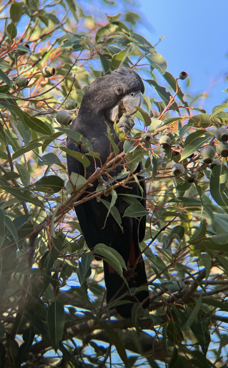 Red-tailed Black-Cockatoo - ML620432610