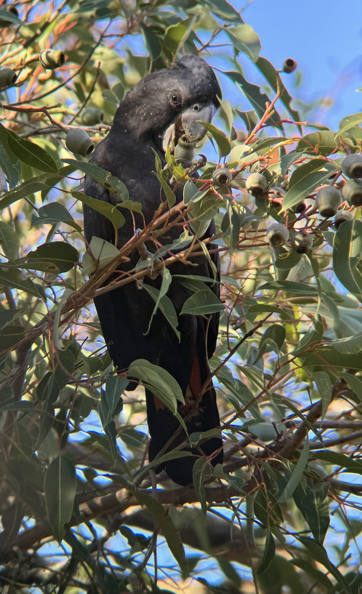 Red-tailed Black-Cockatoo - ML620432611