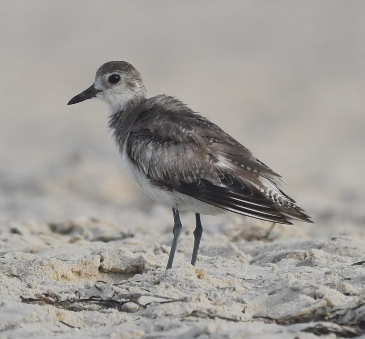 Black-bellied Plover - ML620432613