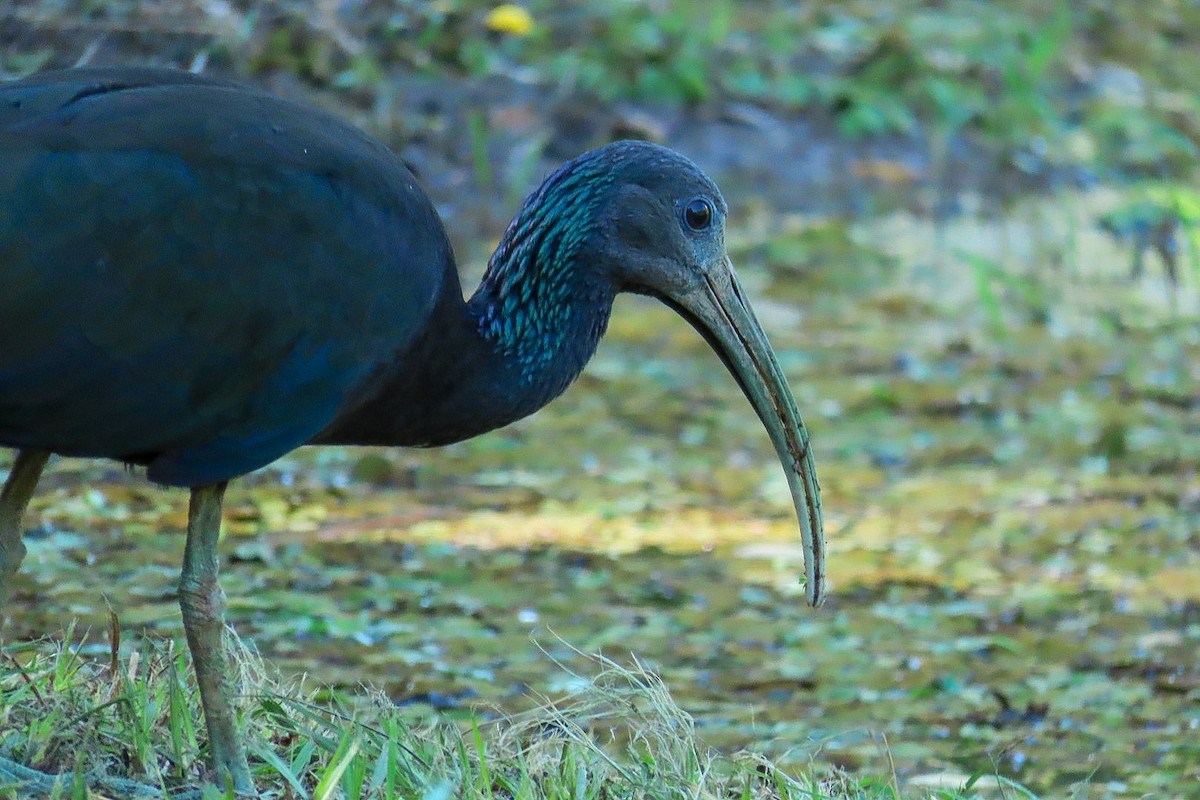 Green Ibis - Patty González CON