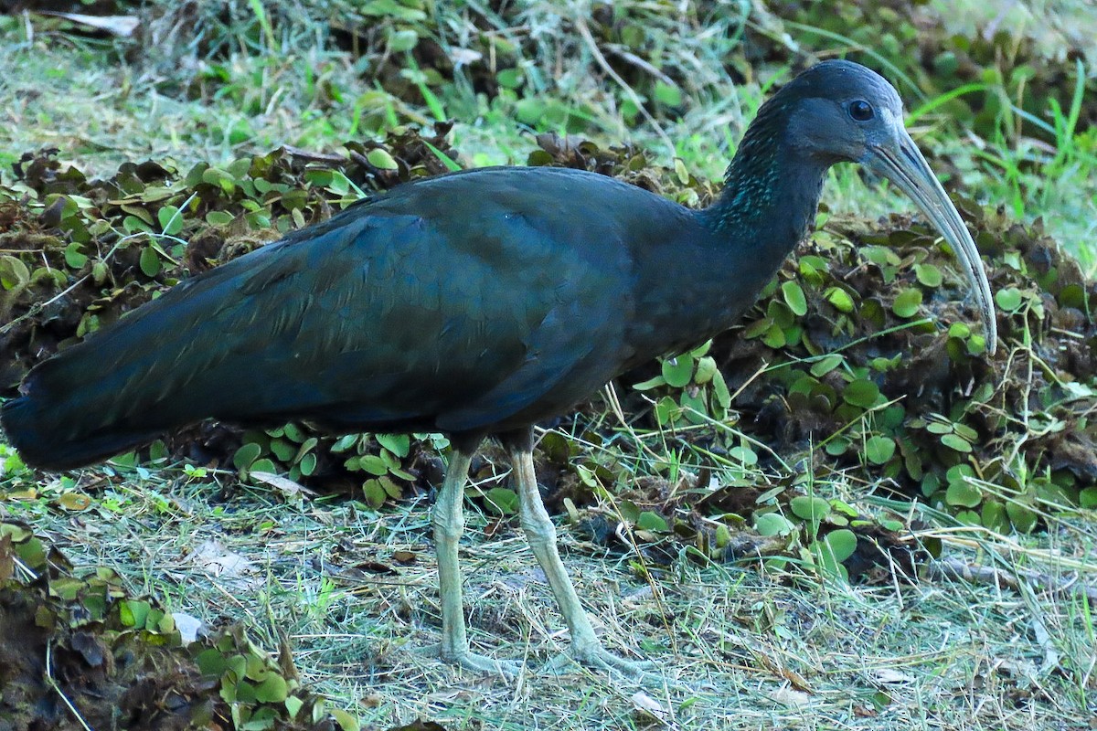 Ibis vert - ML620432615