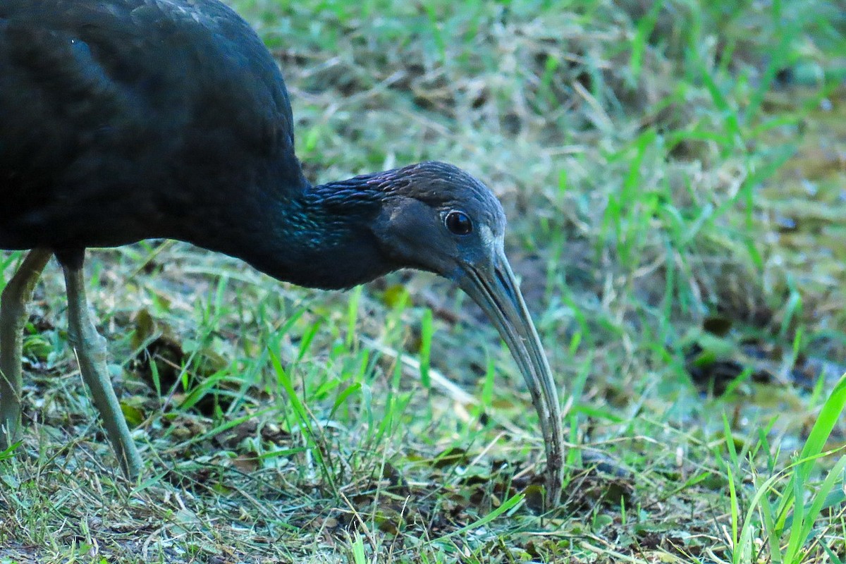 grønnakkeibis - ML620432617