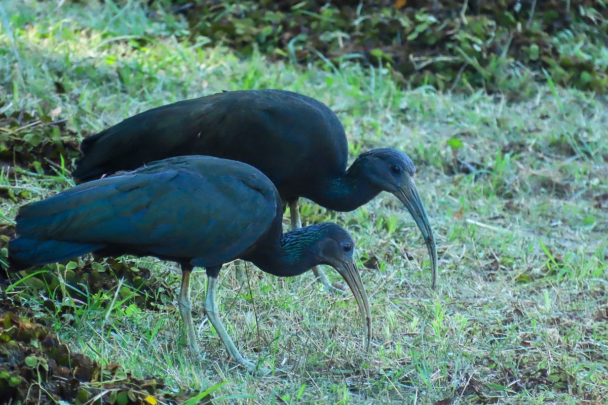 Green Ibis - ML620432618