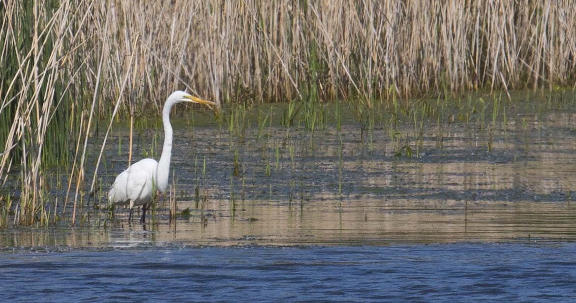 Great Egret - ML620432619