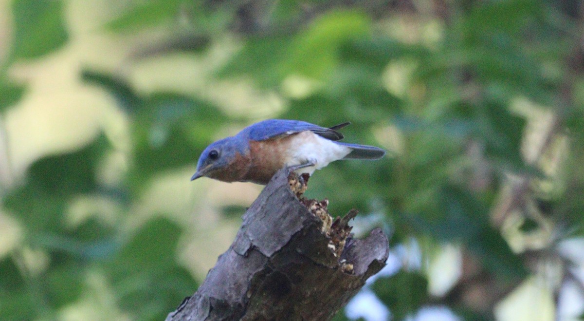 Eastern Bluebird - ML620432621