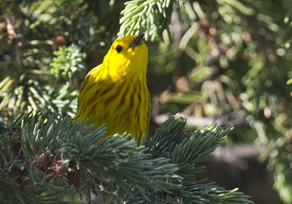 Yellow Warbler - ML620432628